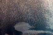 High-Latitude Gully Monitoring