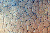 Utopia Planitia Scalloped Terrain