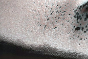 Monitor Dune Gullies in Matara Crater