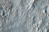 Dissected Mantle Sample
