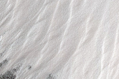 Gullies in Sisyphi Cavi