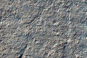 Promethei Lingula Surface Roughness