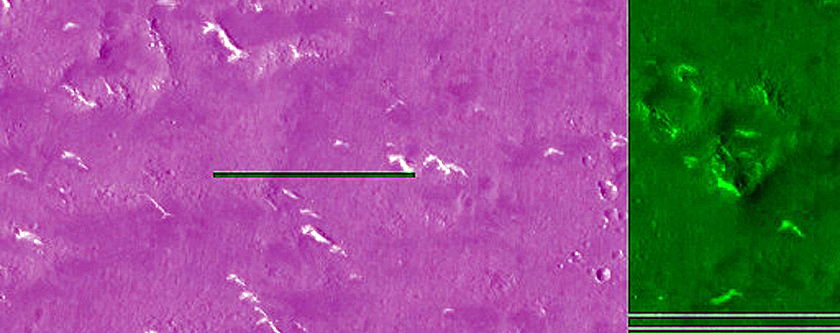 Utopia Planitia