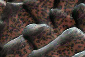 Dune Monitoring in Crater