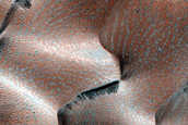 Dune Monitoring in Crater