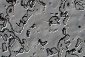 South Polar Residual Cap Monitoring