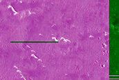 Utopia Planitia