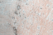 Western Abalos Scopuli Scarp and Dune Monitoring