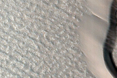 Striped Ground and Dune Monitoring