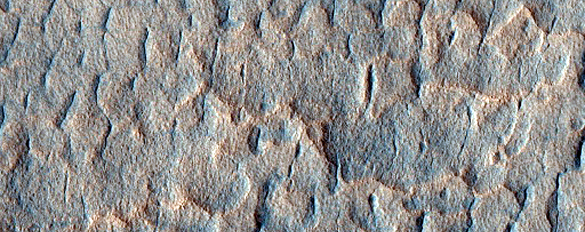 Scallop-Hosting Mantle in Utopia Planitia