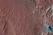 Southern Spring Survey of Spider-Rich Scarp Area