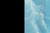 Sinuous Ridges and Polygons on Crater Floor