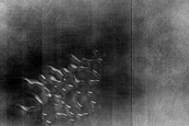 Dune Monitoring in Crater