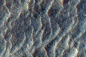 Gullies with Wind Streaks