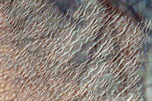 USGS Dune Database Entry Number 2597-613