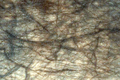 USGS Dune Database Entry Number 2380-693