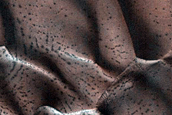 Dune Monitoring