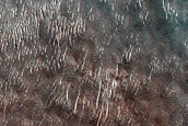 Dune Monitoring in Lyot Crater