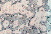 South Polar Residual Cap Site