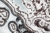 South Polar Residual Cap Site