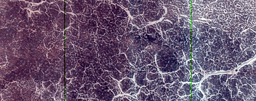 Dune Monitoring in Crater
