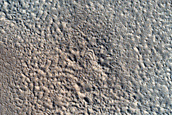 Albedo Monitoring in Arcadia Planitia