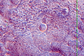 Utopia Planitia