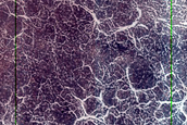 Dune Monitoring in Crater