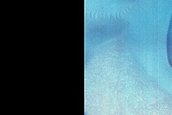 Dune Monitoring in Crater