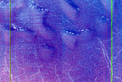Dune Monitoring in Crater