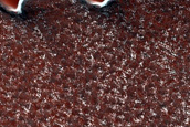 Terrain Sample