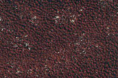 Terrain Sample