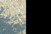 North Polar Contact Area