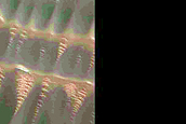 Polar Scarp Dunes Dubbed Hermosa