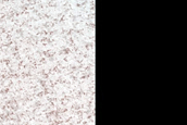 Pits in North Polar Residual Cap
