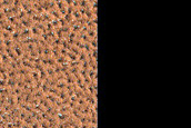 Terrain Sample