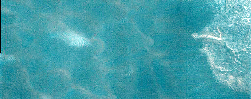 Dunes Dubbed Buzzel
