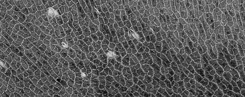 Bright and Dark Fans on Patterned Ground Dubbed Troy
