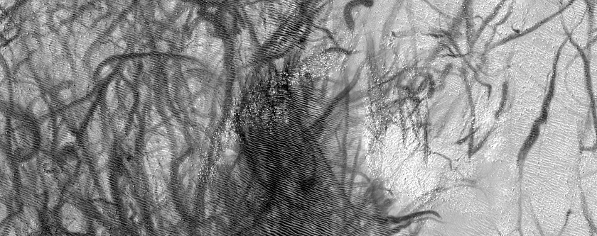 Dust-Raising Event and Streak Monitoring in Argyre Planitia
