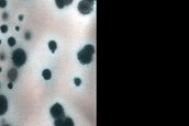 Low-Latitude Dunes with Seasonal Spots and Possible Forming Spiders