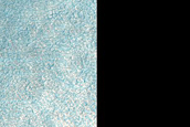 Multiple Dust-Rich Flows