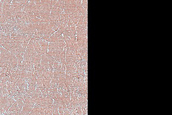 Spider Terrain Not on South Polar Layered Deposits