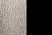 Oval Dune Field in Crater