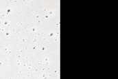 USGS Dune Database Entry Number 2698-696