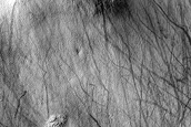 Terrain Sample