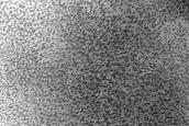 USGS Dune Database Entry Number 1483-775