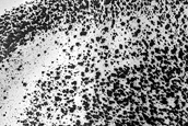 USGS Dune Database Entry Number 3439-731
