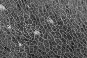 Bright and Dark Fans on Patterned Ground Dubbed Troy