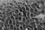 Northeast Syrtis Major Dune Field