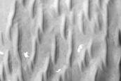 Oval Dune Field in Crater
